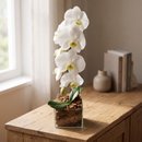Orquidea Phalaenopsis na Base de Vidro