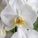 Orquidea Phalaenopsis na Base de Vidro