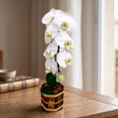 Orquídea Phalaenopsis na Base de Cachepot