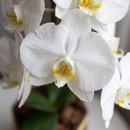 Orquídea Phalaenopsis na Base de Cachepot