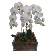 Kit com 3 Orquídeas Phalaenopsis