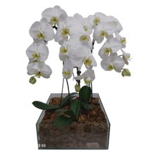Kit com 3 Orquídeas Phalaenopsis 