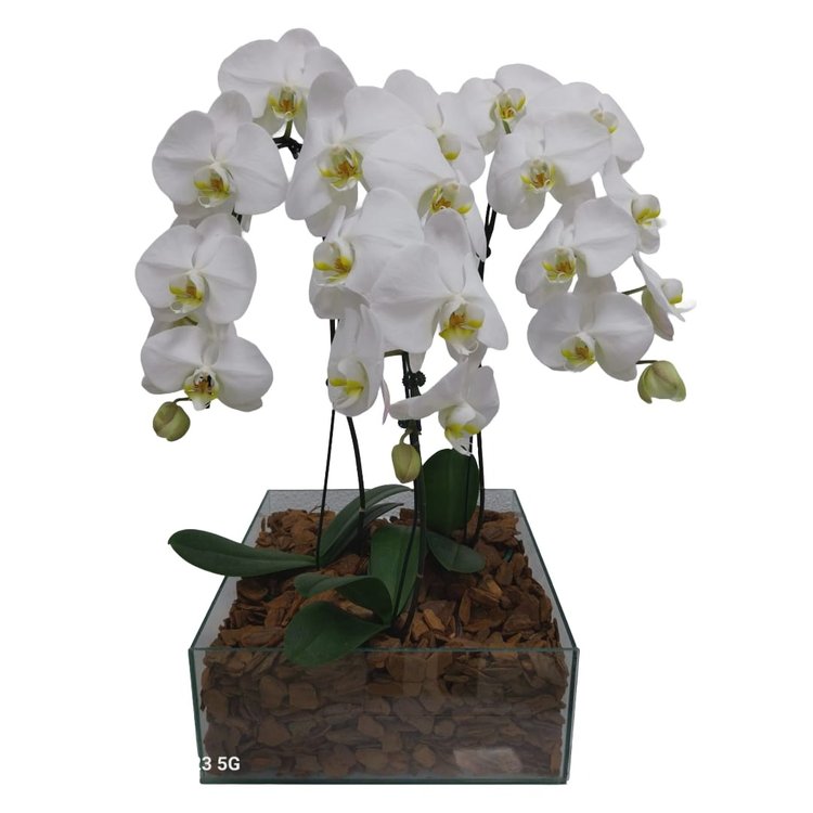 Kit com 3 Orquídeas Phalaenopsis