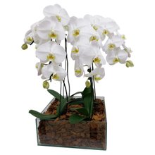 Kit com 4 Orquídeas Phalaenopsis 