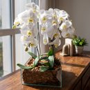 Kit com 4 Orquídeas Phalaenopsis 