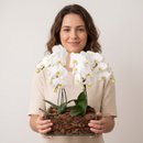 Kit com 4 Orquídeas Phalaenopsis 