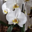 Kit com 4 Orquídeas Phalaenopsis 