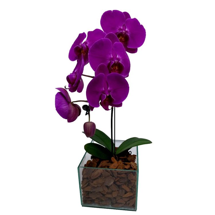 Orquidea Lilás Phalaenopsis na Base de Vidro