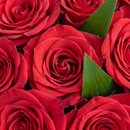 Buquê Luxo de 100 Rosas Importadas