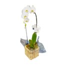 Orquídea Phalaenopsis Cascata Branca Cachepot Madeira