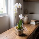 Orquídea Phalaenopsis Cascata Branca Cachepot Madeira