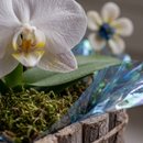 Orquídea Phalaenopsis Cascata Branca Cachepot Madeira