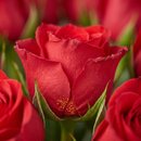 Box em Rosas Vermelhas