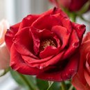 Buquê Alegria em Rosas Coloridas
