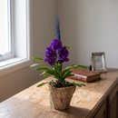 Orquídea Vanda Mistério e Encanto