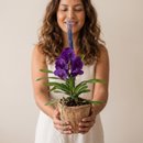 Orquídea Vanda Mistério e Encanto
