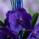 Orquídea Vanda Mistério e Encanto