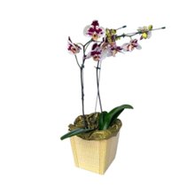 Orquídea Phalaenopsis 02 Hastes Exótica