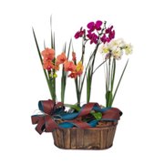 Cesta Especial De Orquídeas com 6 Hastes