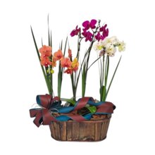 Cesta Especial De Orquídeas com 6 Hastes