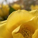 Buquê de Rosas Amarelas com 12 Rosas Amarelas