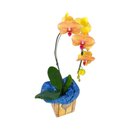 Orquídea Phalaenopsis Laranja 1 Haste