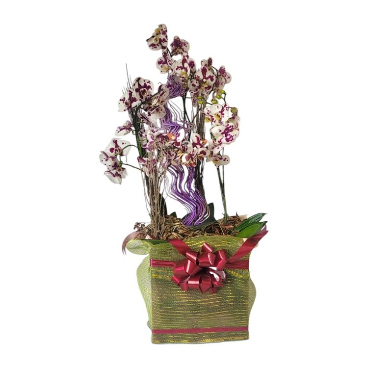 Cesta de Orquídeas Sofisticação