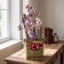 Cesta de Orquídeas Sofisticação 