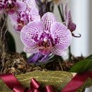 Cesta de Orquídeas Sofisticação 