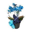 Orquide Azul 2 Hastes no Cachepô 