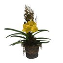 Orquídea Vanda Amarela