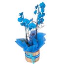 Orquídea Azul Suave e Elegante