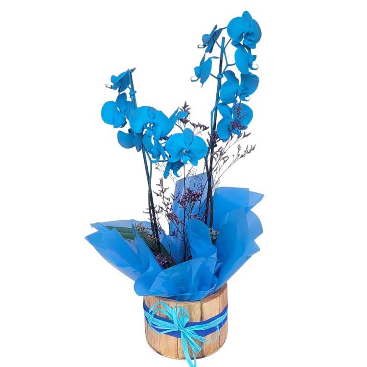 Orquídea Azul Suave e Elegante