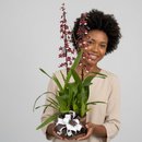 Orquídea Chocolate em Brasília