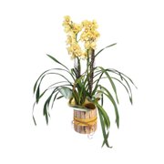 Orquídea Cymbidium 2 Hastes em Brasília