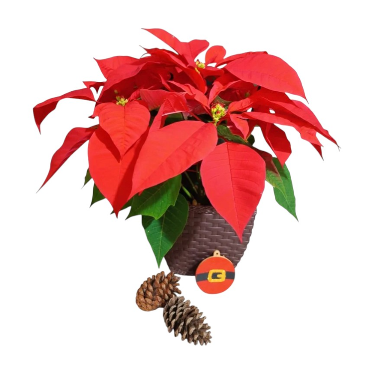 Bico de Papagaio Flor de Natal Poinsétia Vermelho