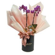 Box Premium Orquídea com Ferrero
