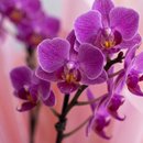 Box Premium Orquídea com Ferrero