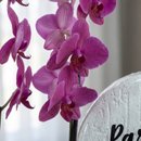 Caixa Giuliana flores com Orquídea e balão Parabéns