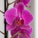 Caixa Giuliana Flores Orquídea e Pelúcia 