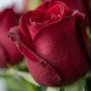 Buquê De 12 Rosas Vermelhas Em Embalagem Transparente