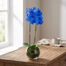 Orquídea Phalaenopsis Azul No Aquário De Vidro
