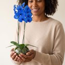 Orquídea Phalaenopsis Azul No Aquário De Vidro