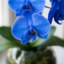 Orquídea Phalaenopsis Azul No Aquário De Vidro
