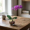 Orquídea Phalaenopsis Lilás No Aquário De Vidro