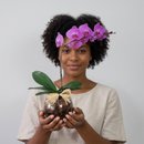Orquídea Phalaenopsis Lilás No Aquário De Vidro