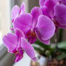 Orquídea Phalaenopsis Lilás No Aquário De Vidro
