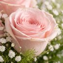 Buquê Trio de Rosas Claras Nacionais