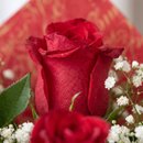 Buquê de 12 Lindas Rosas Vermelhas