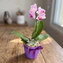 Mini Jardim de Orquídea
